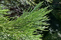 Metasequoia glyptostroboides